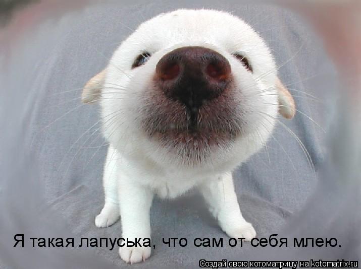 Я такая лапуська, что сам от себя млею.... Котоматрица: Я такая лапуська, что сам от себя млею.
