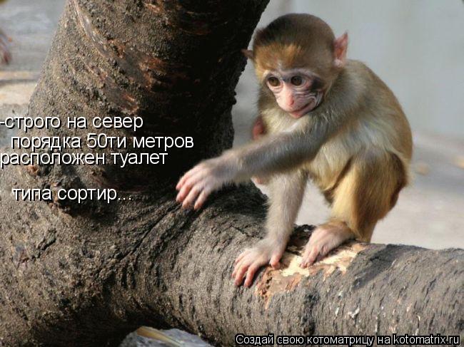 -строго на север порядка 50ти метров расположен туалет типа сортир...... Котоматрица: -строго на север порядка 50ти метров расположен туалет типа сортир...