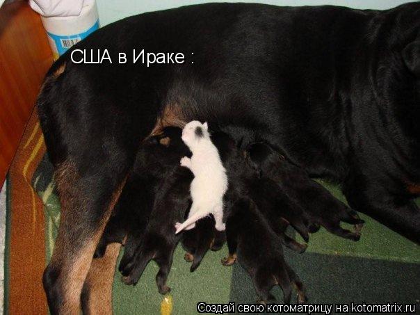 США в Ираке :... Котоматрица: США в Ираке :