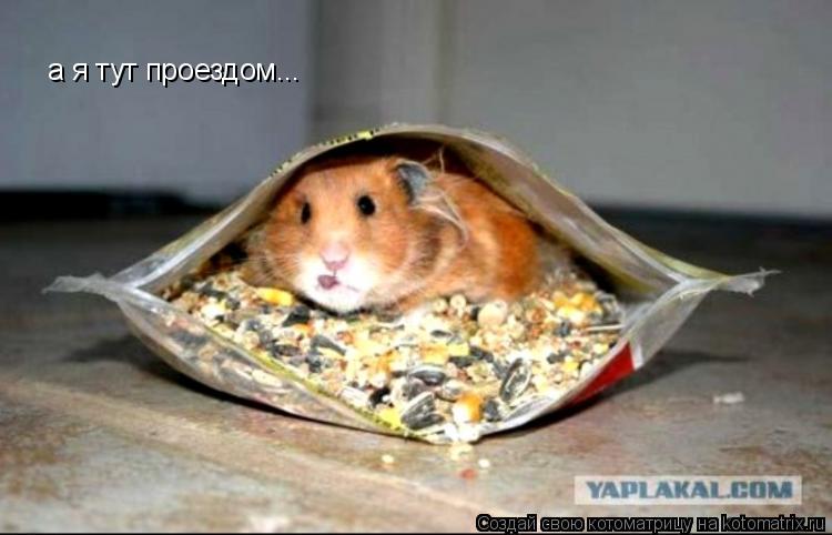 а я тут проездом...... Котоматрица: а я тут проездом...