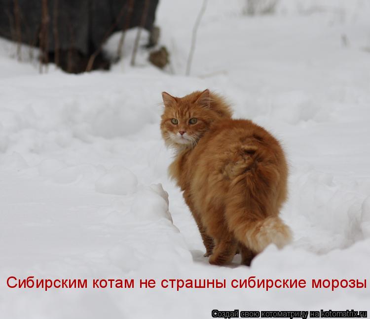 Сибирским котам не страшны сибирские морозы... Котоматрица: Сибирским котам не страшны сибирские морозы