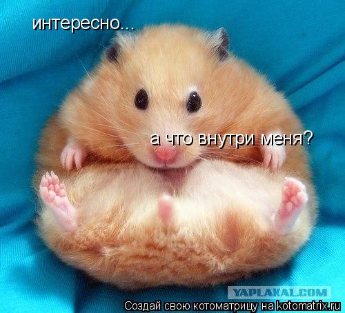 интересно... а что внутри меня?... Котоматрица: интересно... а что внутри меня?