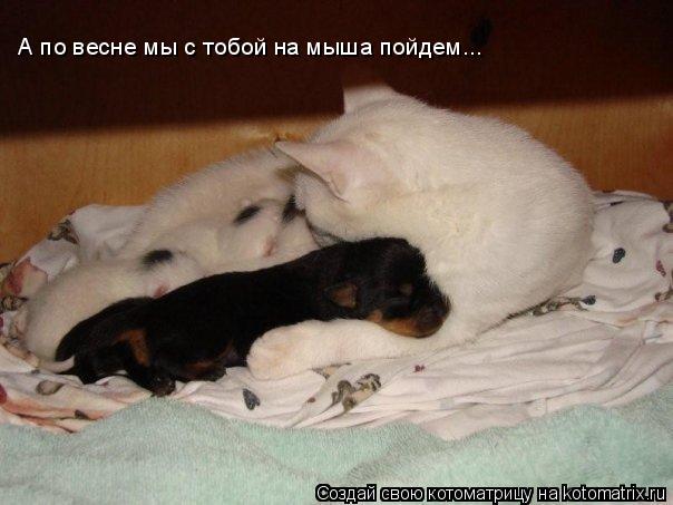 А по весне мы с тобой на мыша пойдем...... Котоматрица: А по весне мы с тобой на мыша пойдем...