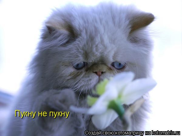 Пукну не пукну... Котоматрица: Пукну не пукну