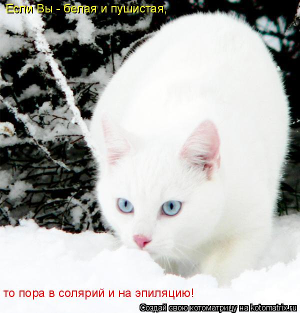 Если Вы - белая и пушистая, то пора в солярий и на эпиляцию!... Котоматрица: Если Вы - белая и пушистая, то пора в солярий и на эпиляцию!