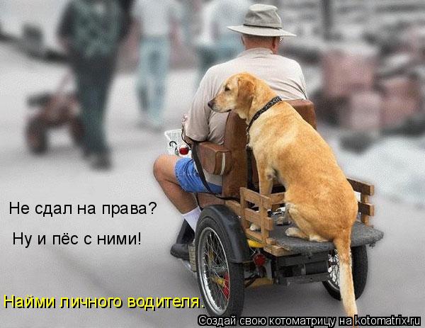Не сдал на права? Ну и пёс с ними! Найми личного водителя.... Котоматрица: Не сдал на права? Ну и пёс с ними! Найми личного водителя.