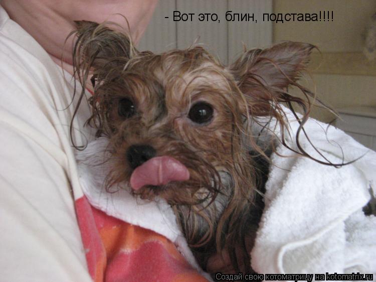 - Вот это, блин, подстава!!!!... Котоматрица: - Вот это, блин, подстава!!!!
