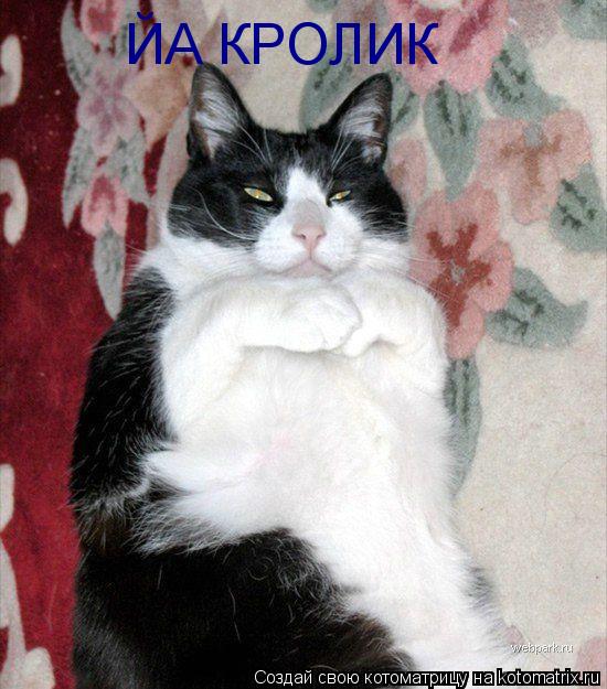 ЙА КРОЛИК... Котоматрица: ЙА КРОЛИК