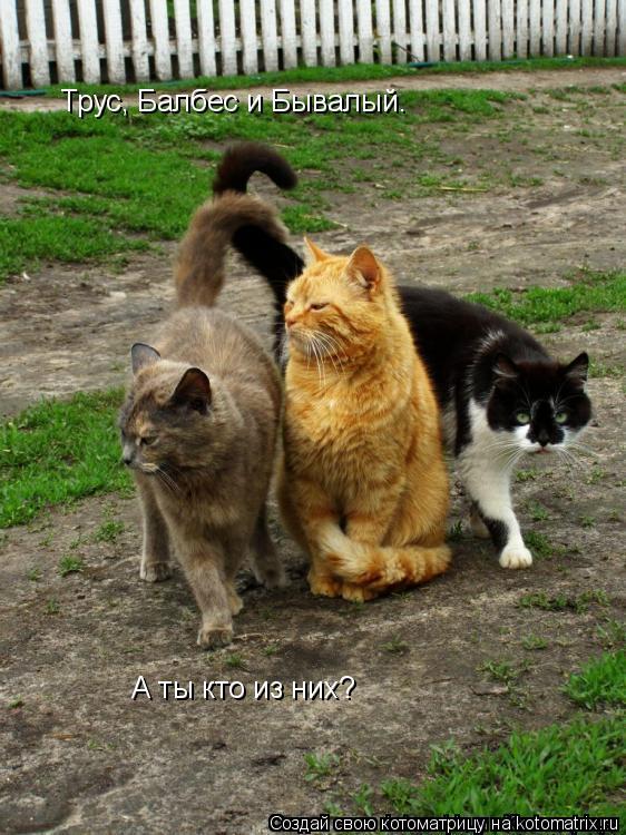 А ты кто из них?... Котоматрица: А ты кто из них?