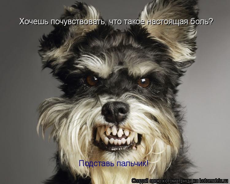 Хочешь почувствовать, что такое настоящая боль? Подставь пальчик!... Котоматрица: Хочешь почувствовать, что такое настоящая боль? Подставь пальчик!