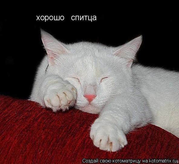 хорошо спитца... Котоматрица: хорошо спитца