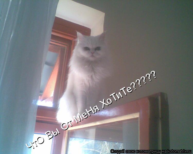 ЧтО Вы От МеНя ХоТиТе?????... Котоматрица: ЧтО Вы От МеНя ХоТиТе?????
