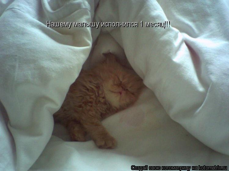 Нашему малышу исполнился 1 месяц!!!... Котоматрица: Нашему малышу исполнился 1 месяц!!!