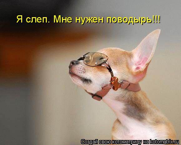 Я слеп. Мне нужен поводырь!!!... Котоматрица: Я слеп. Мне нужен поводырь!!!