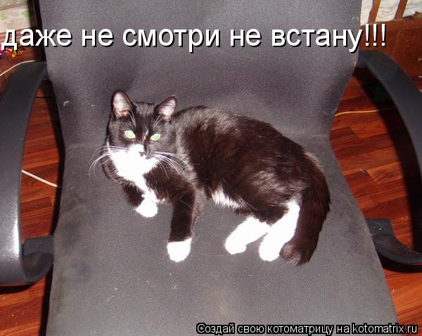 даже не смотри не встану!!!... Котоматрица: даже не смотри не встану!!!