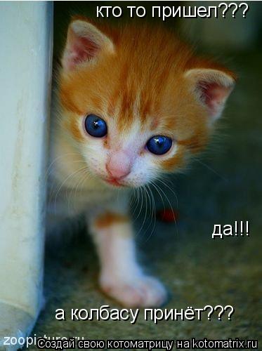 кто то пришел??? да!!! а колбасу принёт???... Котоматрица: кто то пришел??? да!!! а колбасу принёт???