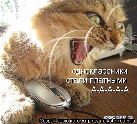 одноклассники стали платными А-А-А-А-А... Котоматрица: одноклассники стали платными А-А-А-А-А