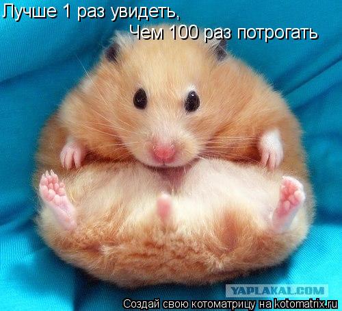 Лучше 1 раз увидеть, Чем 100 раз потрогать... Котоматрица: Лучше 1 раз увидеть, Чем 100 раз потрогать