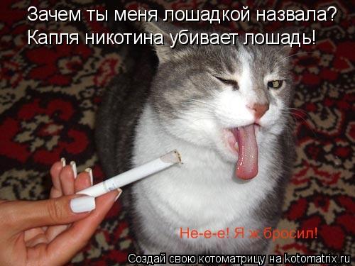 Зачем ты меня лошадкой назвала? Капля никотина убивает лошадь!... Котоматрица: Зачем ты меня лошадкой назвала? Капля никотина убивает лошадь!
