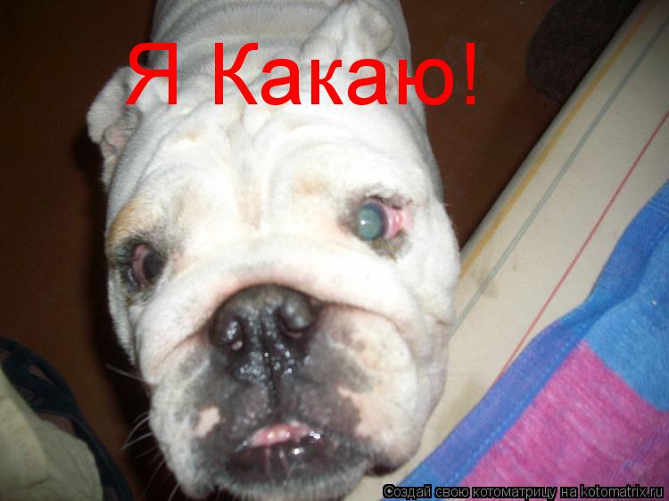 Я Какаю!... Котоматрица: Я Какаю!