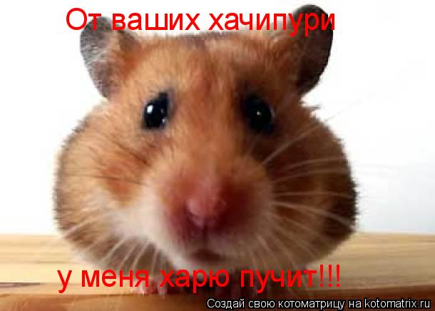 От ваших хачипури у меня харю пучит!!!... Котоматрица: От ваших хачипури у меня харю пучит!!!