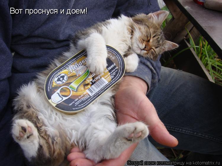 Вот проснуся и доем!... Котоматрица: Вот проснуся и доем!