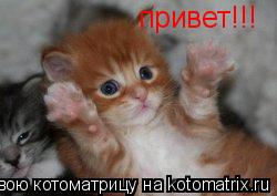 привет!!!... Котоматрица: привет!!!