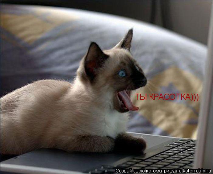ТЫ КРАСОТКА)))... Котоматрица: ТЫ КРАСОТКА)))