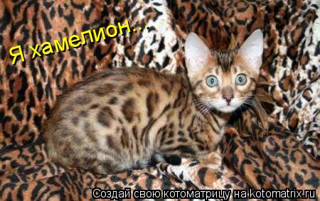 Я хамелион...... Котоматрица: Я хамелион...