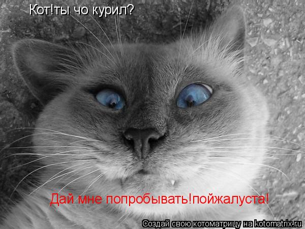 Кот!ты чо курил? Дай мне попробывать!пойжалуста!... Котоматрица: Кот!ты чо курил? Дай мне попробывать!пойжалуста!