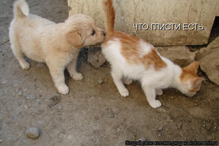 ЧТО ГЛИСТИ ЕСТЬ... Котоматрица: ЧТО ГЛИСТИ ЕСТЬ