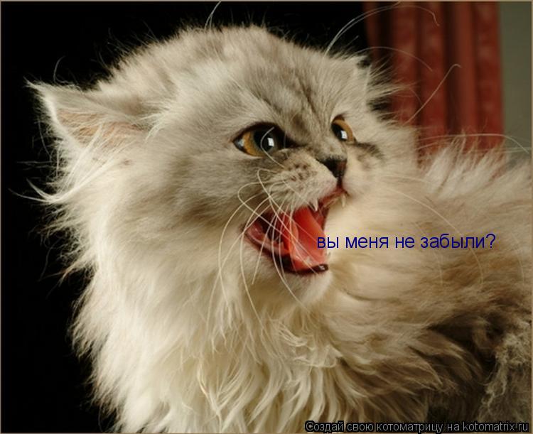 вы меня не забыли?... Котоматрица: вы меня не забыли?