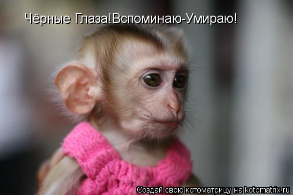 Чёрные Глаза!Вспоминаю-Умираю!... Котоматрица: Чёрные Глаза!Вспоминаю-Умираю!