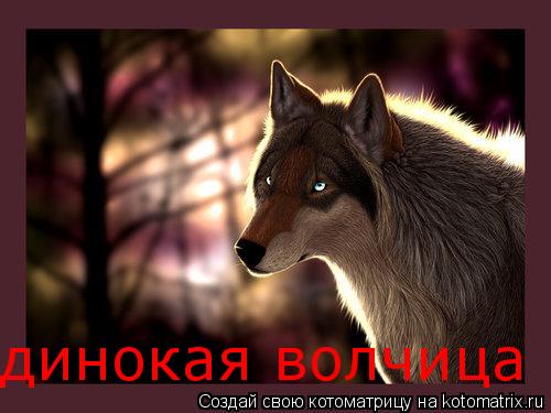 динокая волчица... Котоматрица: динокая волчица
