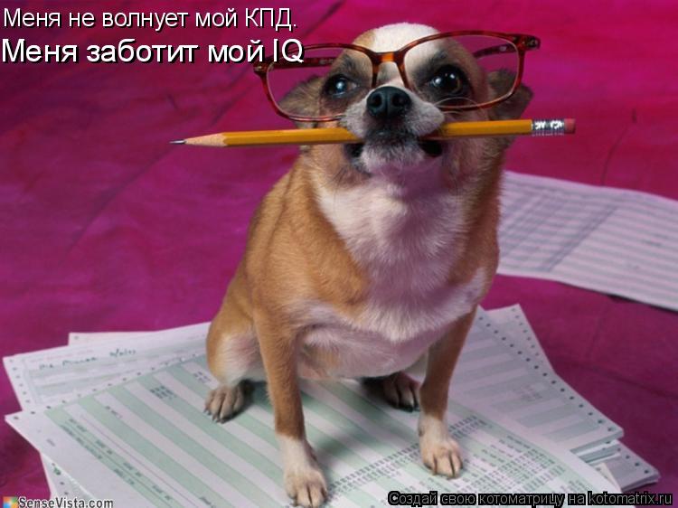 Меня не волнует мой КПД. Меня заботит мой IQ Меня заботит мой IQ... Котоматрица: Меня не волнует мой КПД. Меня заботит мой IQ Меня заботит мой IQ