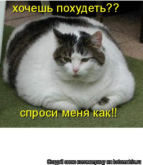 хочешь похудеть?? спроси меня как!!... Котоматрица: хочешь похудеть?? спроси меня как!!