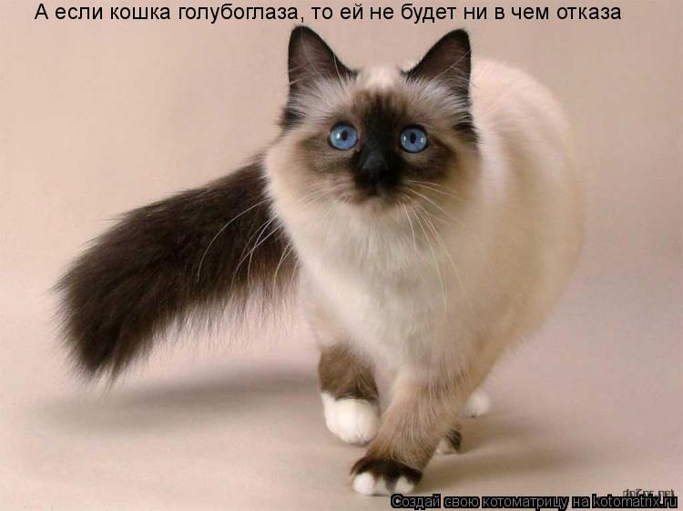 А если кошка голубоглаза, то ей не будет ни в чем отказа... Котоматрица: А если кошка голубоглаза, то ей не будет ни в чем отказа