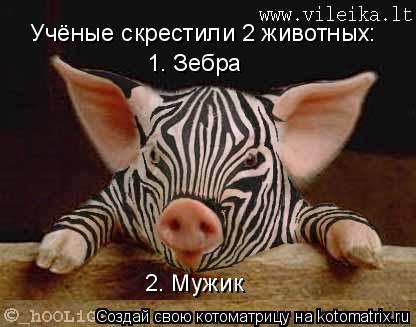 Учёные скрестили 2 животных: 1. Зебра 2. Мужик... Котоматрица: Учёные скрестили 2 животных: 1. Зебра 2. Мужик