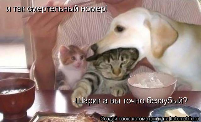 и так смертельный номер! -Шарик а вы точно беззубый?... Котоматрица: и так смертельный номер! -Шарик а вы точно беззубый?