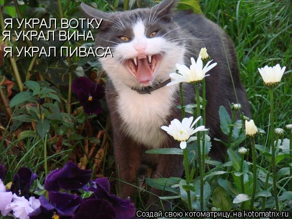 Я УКРАЛ ВОТКУ Я УКРАЛ ПИВАСА Я УКРАЛ ВИНА... Котоматрица: Я УКРАЛ ВОТКУ Я УКРАЛ ПИВАСА Я УКРАЛ ВИНА