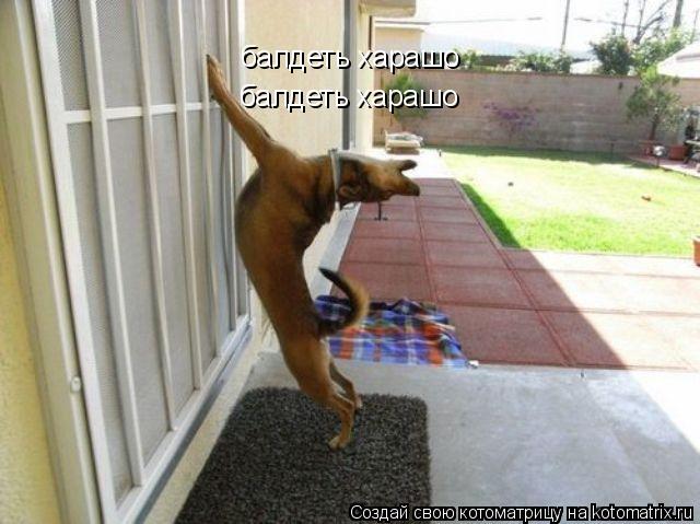 балдеть харашо балдеть харашо... Котоматрица: балдеть харашо балдеть харашо