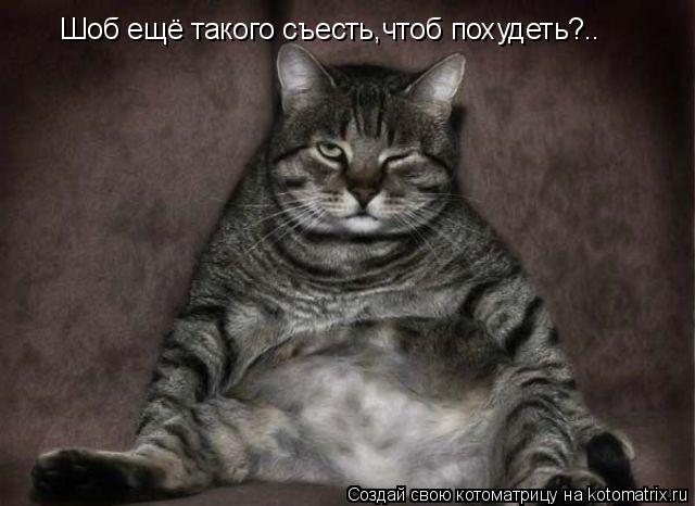 Шоб ещё такого съесть,чтоб похудеть?..... Котоматрица: Шоб ещё такого съесть,чтоб похудеть?..