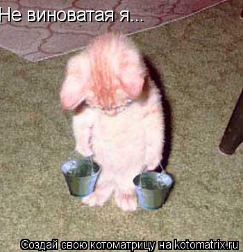 Не виноватая я...... Котоматрица: Не виноватая я...