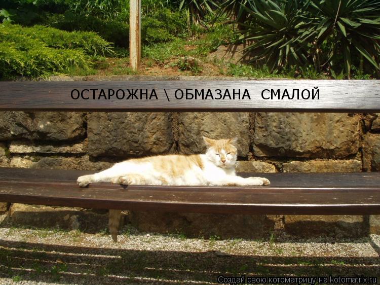 ОСТАРОЖНА ОБМАЗАНА СМАЛОЙ... Котоматрица: ОСТАРОЖНА ОБМАЗАНА СМАЛОЙ