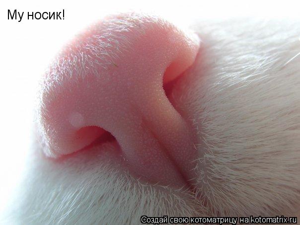 Мy носик!... Котоматрица: Мy носик!