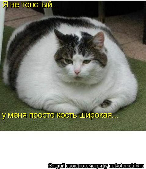 Я не толстый... у меня просто кость широкая...... Котоматрица: Я не толстый... у меня просто кость широкая...