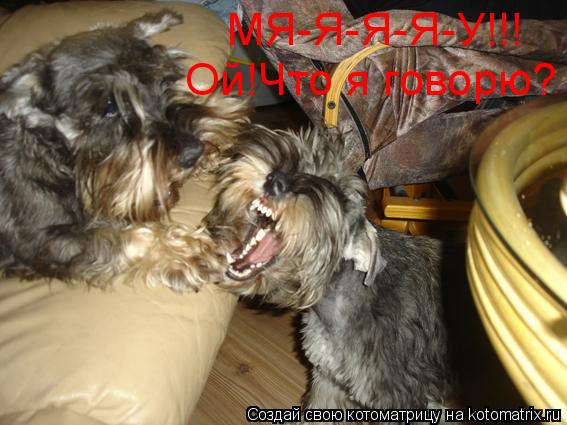 МЯ-Я-Я-Я-У!!! Ой!Что я говорю?... Котоматрица: МЯ-Я-Я-Я-У!!! Ой!Что я говорю?