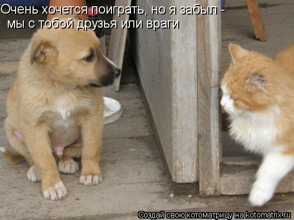 Очень хочется поиграть, но я забыл - мы с тобой друзья или враги... Котоматрица: Очень хочется поиграть, но я забыл - мы с тобой друзья или враги