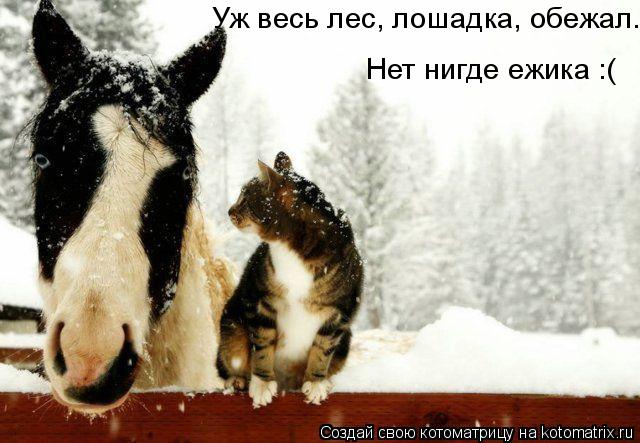 Уж весь лес, лошадка, обежал. Нет нигде ежика :(... Котоматрица: Уж весь лес, лошадка, обежал. Нет нигде ежика :(