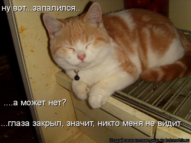 ну вот...запалился.. ....а может нет? ...глаза закрыл, значит, никто меня не видит... Котоматрица: ну вот...запалился.. ....а может нет? ...глаза закрыл, значит, никто меня не видит